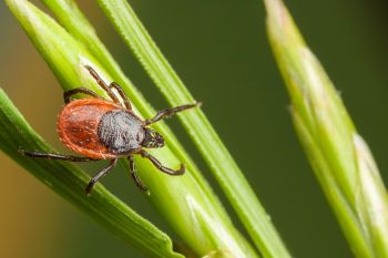The habitat of ticks has been expanding, which could lead to an increase in tick-borne illnesses.