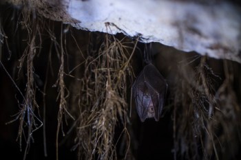 It's time to shed some light on the vital role bats play in agriculture and a sustainable environment.