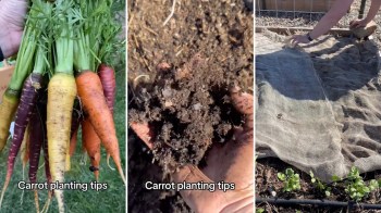 "You can definitely get some oddly shaped carrots in hard soil."