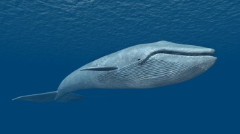 The recovery of this incredible species is fantastic news, and the whales seem to be singing about their improved prospects.