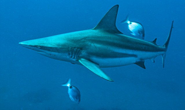 "We need to think about expanding conservation areas and prioritizing different species."