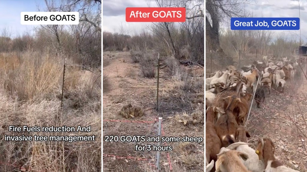 goat-grazing-image.jpg?w=876&h=576