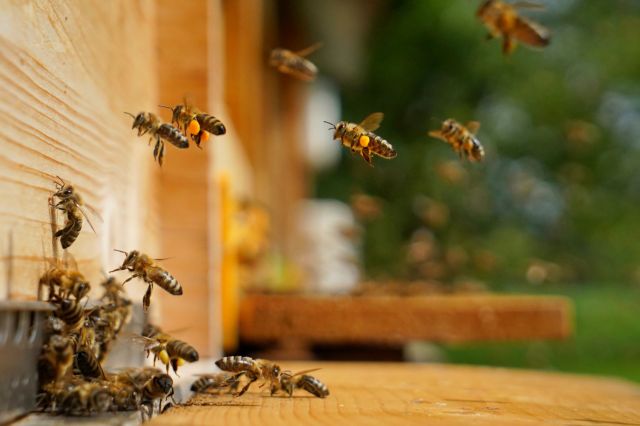 "For us, as people who eat things that these [honeybees] pollinate for us ... it can have a big effect on food security."