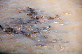 The species are crowding out native fish and having a negative impact on water oxygen levels, which reduces water quality and puts the lives of other aquatic animals at risk.
