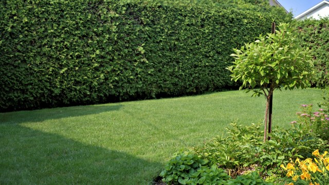 "Way prettier than grass anyways."