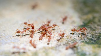 "Within a mere 200 years of human influence, we've managed to completely overhaul patterns shaped by 120 million years of ant evolution."