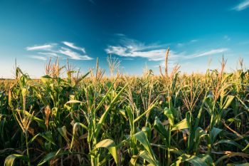 This tool could help farmers to continue growing the crops that people rely on even as climates become less suitable.