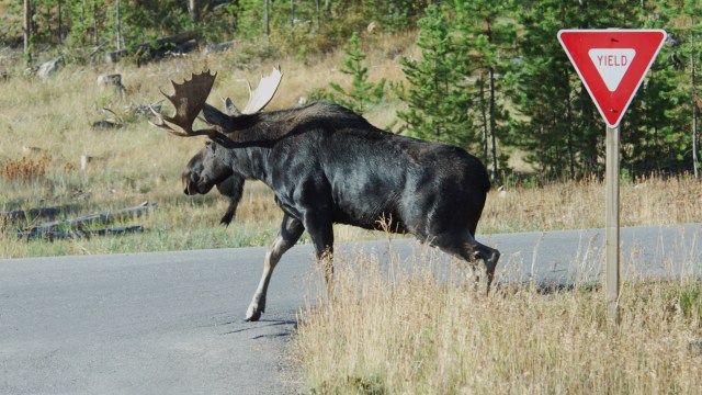 Approaching a moose or any wild animal poses significant dangers to the people and animals involved.