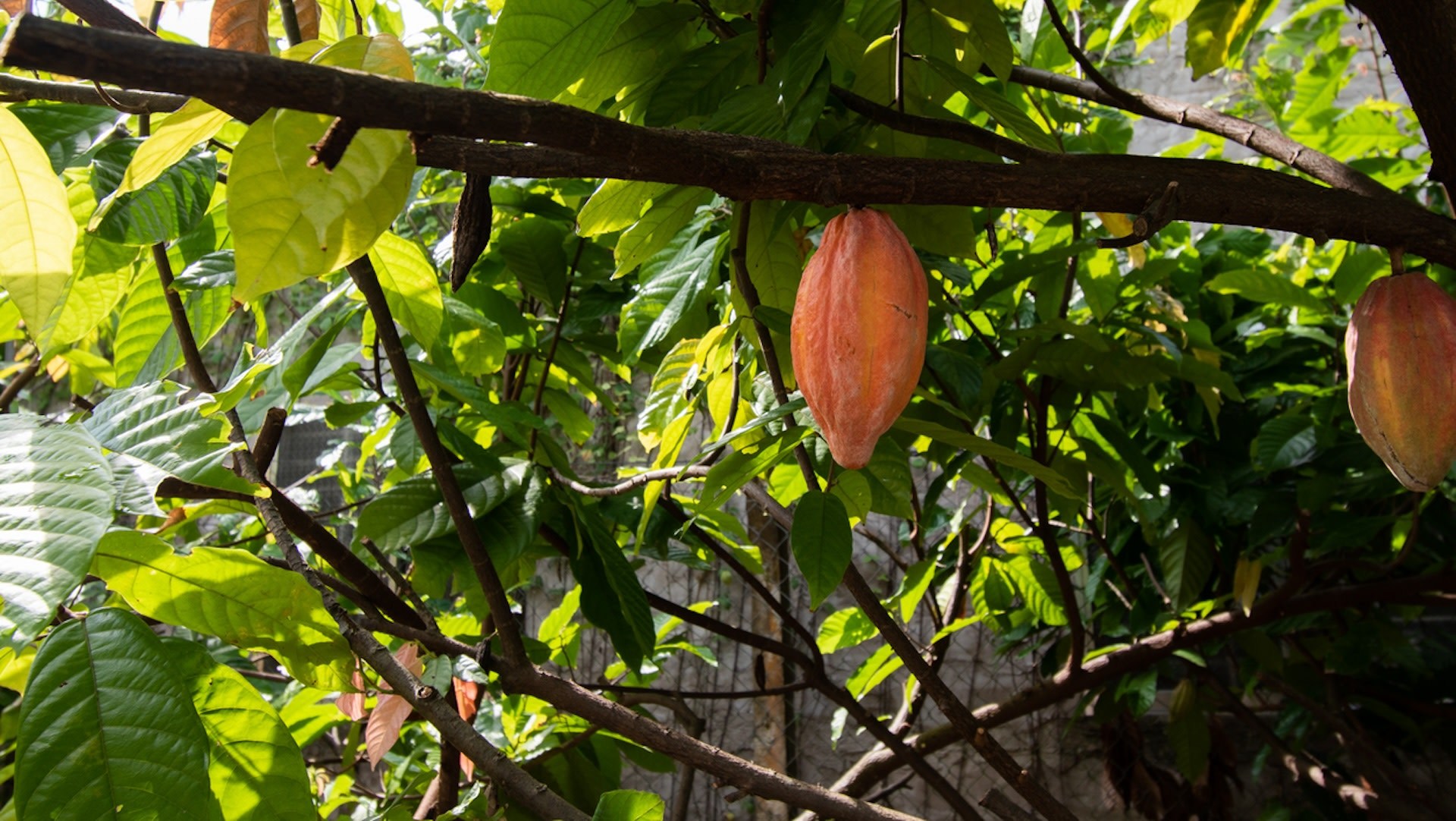 Scientists find incredible potential using shade to boost coffee plant ...