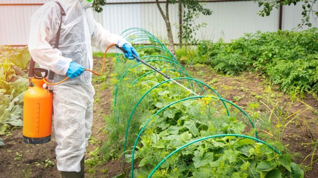 Pesticides like insecticide have harmful environmental impacts, as they can contaminate soil, water, turf, and other plants.