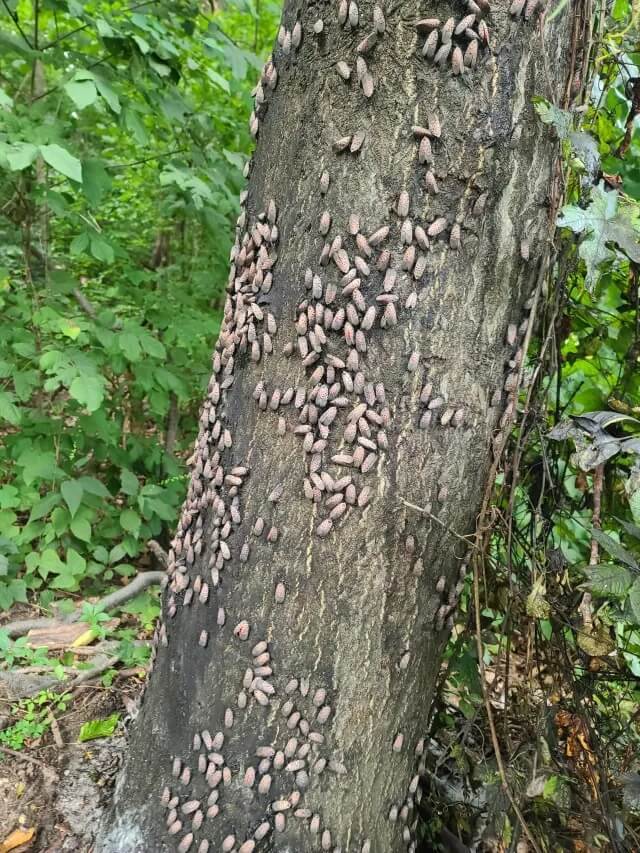 Resident shocked to see invasive insects swarming local park: 'They ...