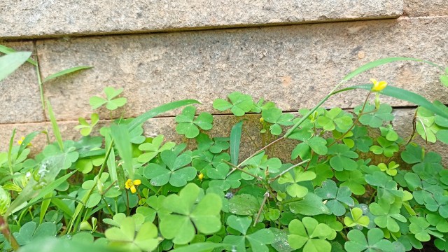 "I could see these being a great way to add a little pollinator value to your yard."