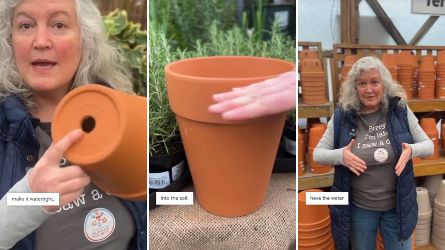 Ancient gardening method keeps plants hydrated, expert demonstrates