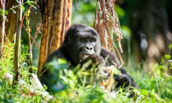 "We know the value of mountain gorillas and that is why we protect and conserve them."