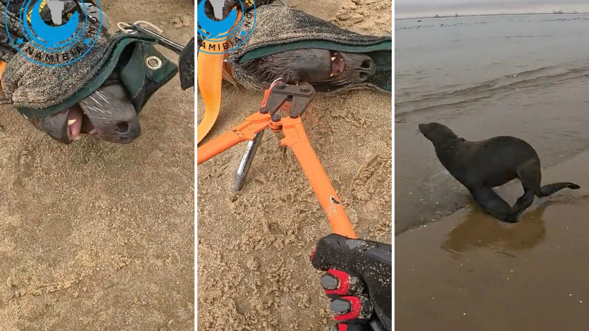 Bodycam footage shows harrowing rescue of seal entangled in fishing ...