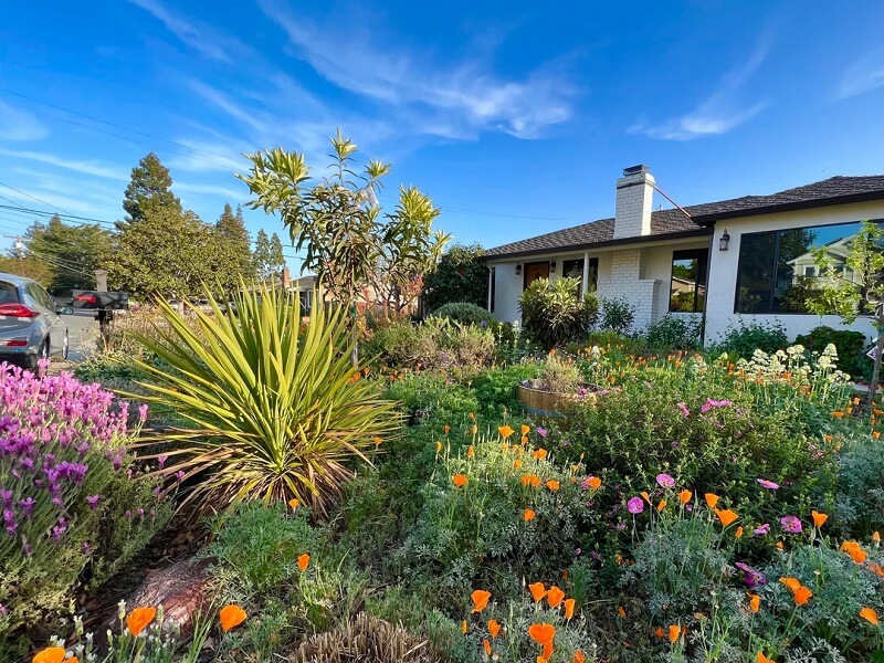 Beyond its aesthetic appeal, this garden represents a growing trend among eco-conscious homeowners.
