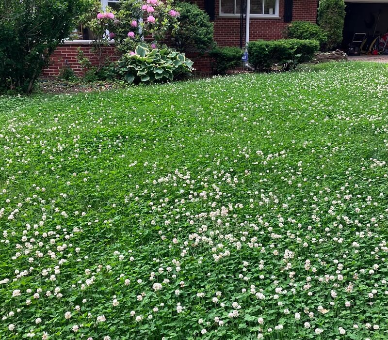 "If my 'lawn' looked this beautiful, I think I'd die of happiness."