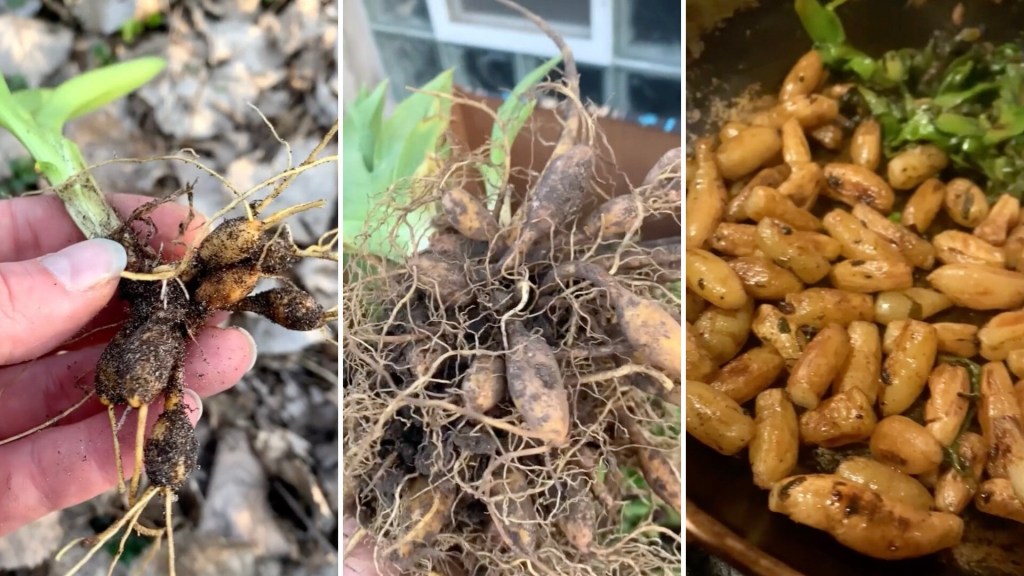 Forager shares unexpected edible plant with surprisingly delicious potato  taste: 'I have a billion of these in my garden'