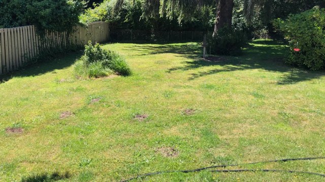 More and more homeowners are considering the switch from grass to native plants — and for good reason.