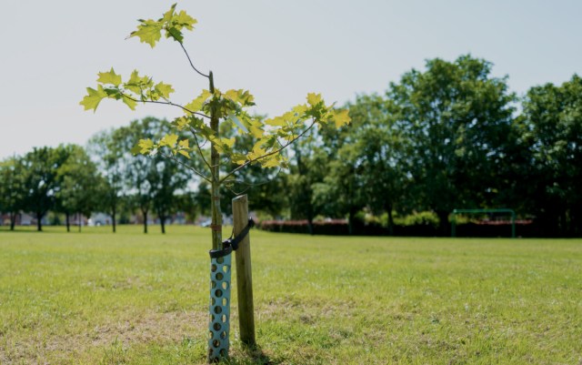 "In 15 years I have killed [five] trees."