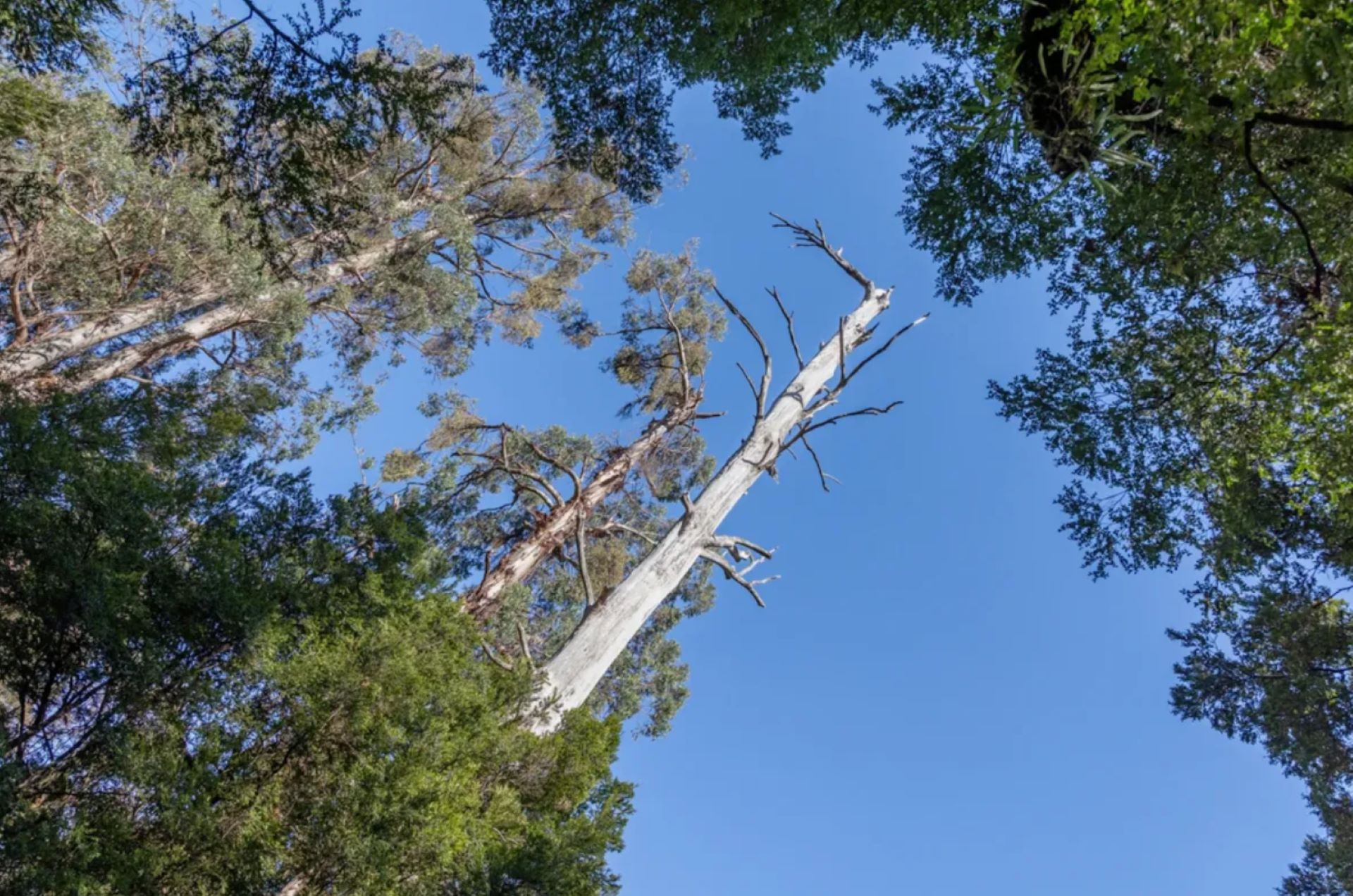 Government faces severe backlash after cutting trees harboring