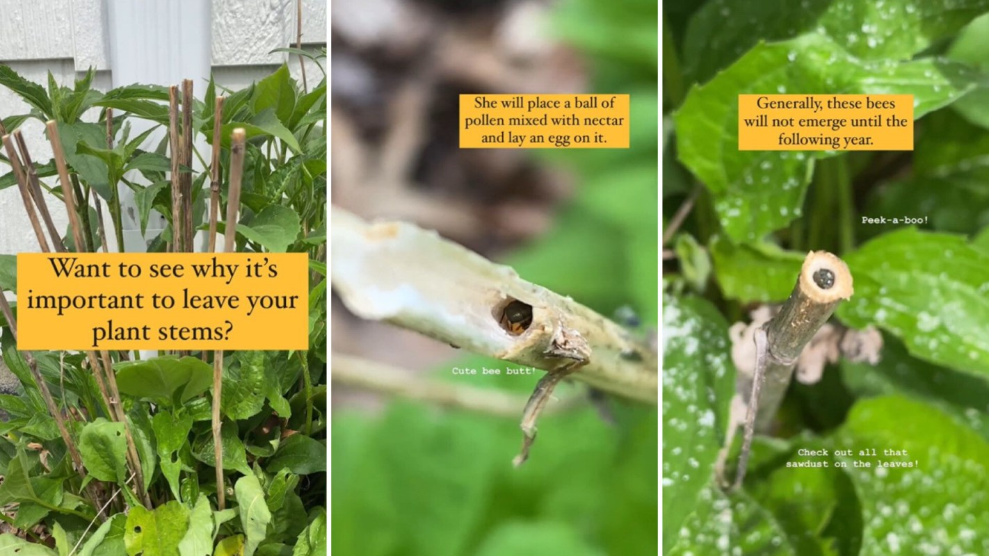 "I will definitely reconsider the next time I go to clear out all the dead stuff."