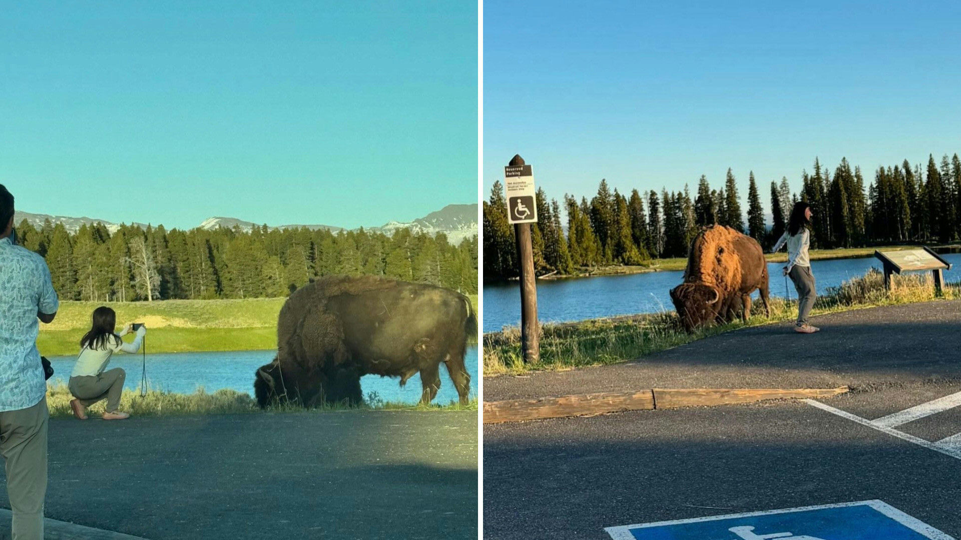 Yellowstone Tourist Risky Behavior: Why Common Sense Vanishes in the Wild