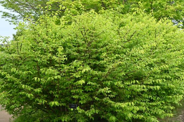 "My goodness we bought a lot of invasive stuff in our first year of gardening."