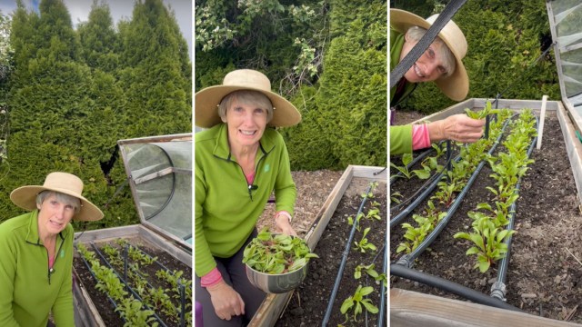 "You want your veggies to produce well for you."