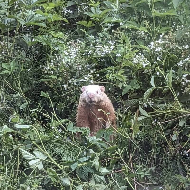 "This is what you get when you don't mow."