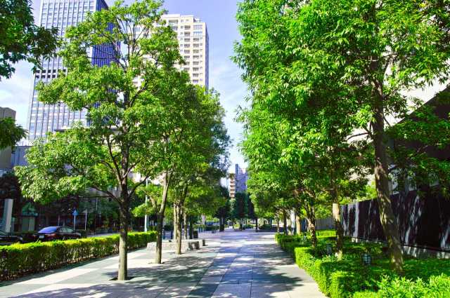 "There's still a tree in front of the building, now it's just ugly and dead."