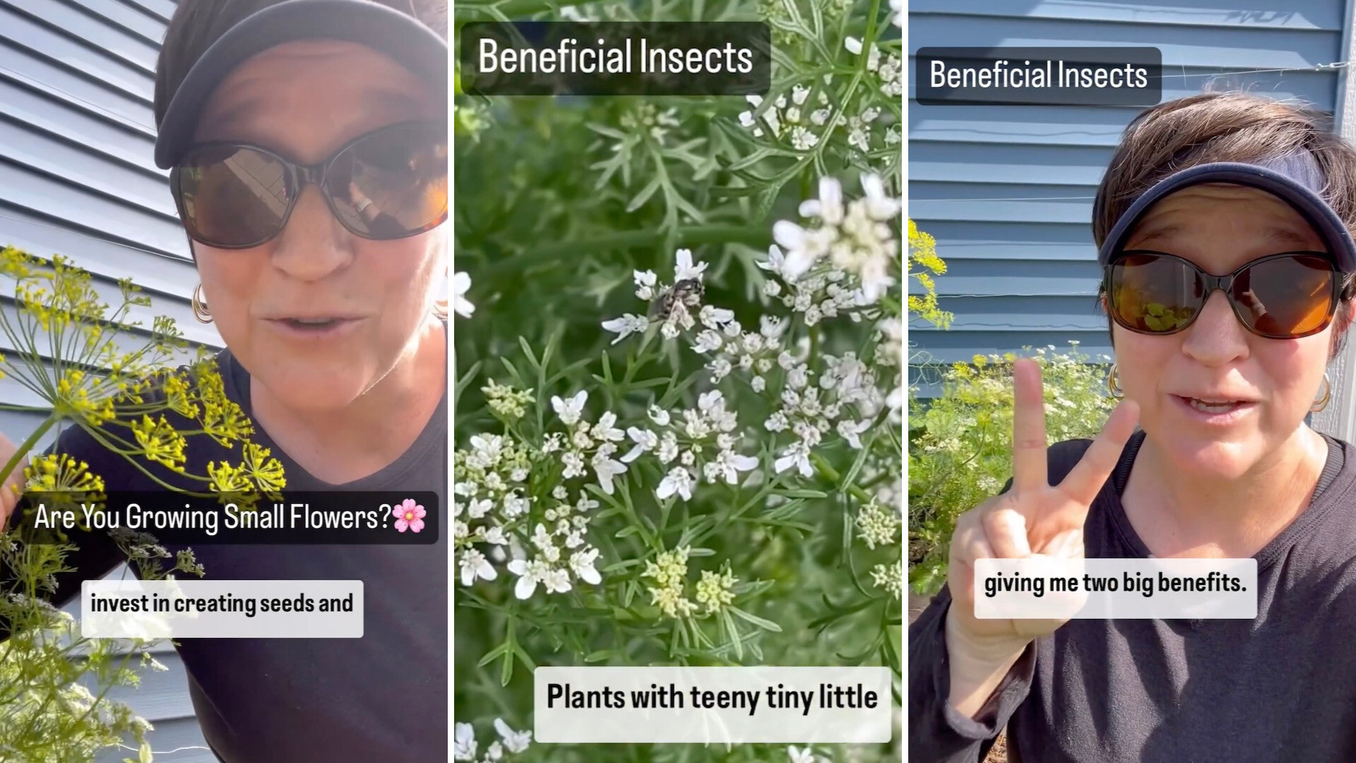 Master gardener reveals why you should consider letting your herbs go