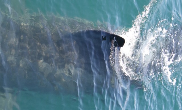 A blue whale underwater.