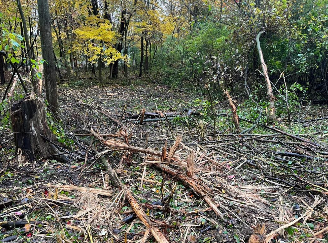 Exploding Trees Map Reddit Homeowner distressed after trespassing neighbor bulldozes nearly 200 ...