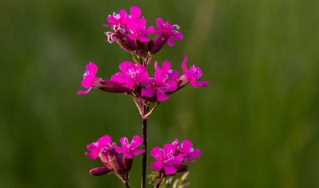 "We were blown away by the willingness of so many people and organisations to help us count the number of plants up in the crags."