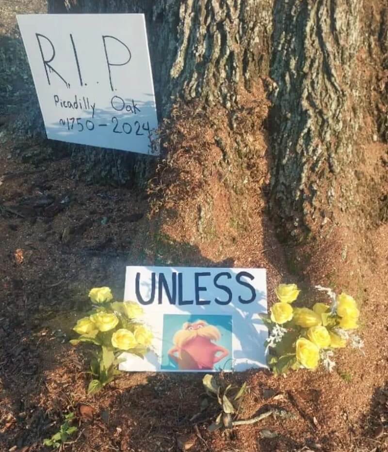 Resident shares disheartening image after centuriesold tree is cut