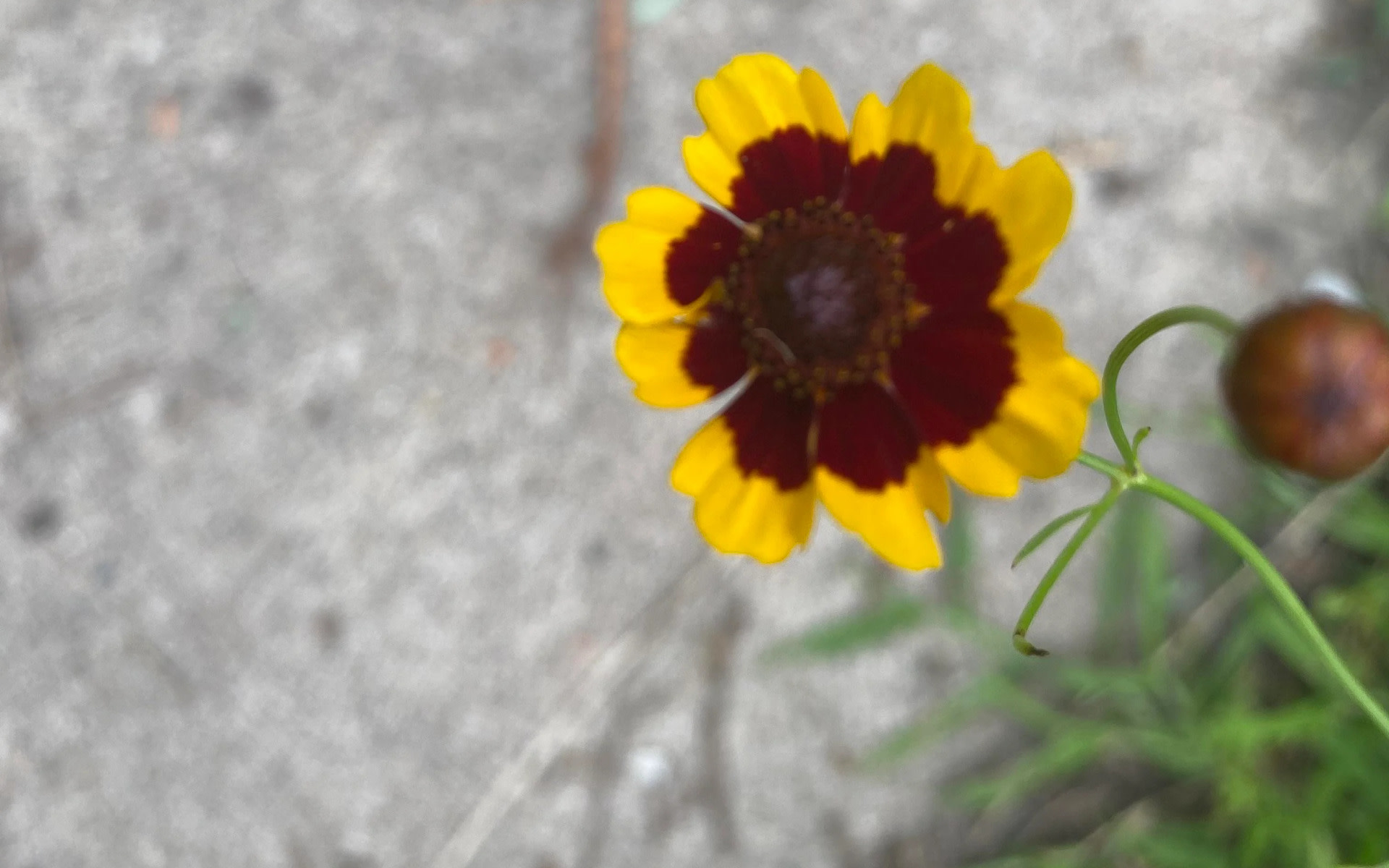 Homeowner shares beforeandafter photos of yard after removing