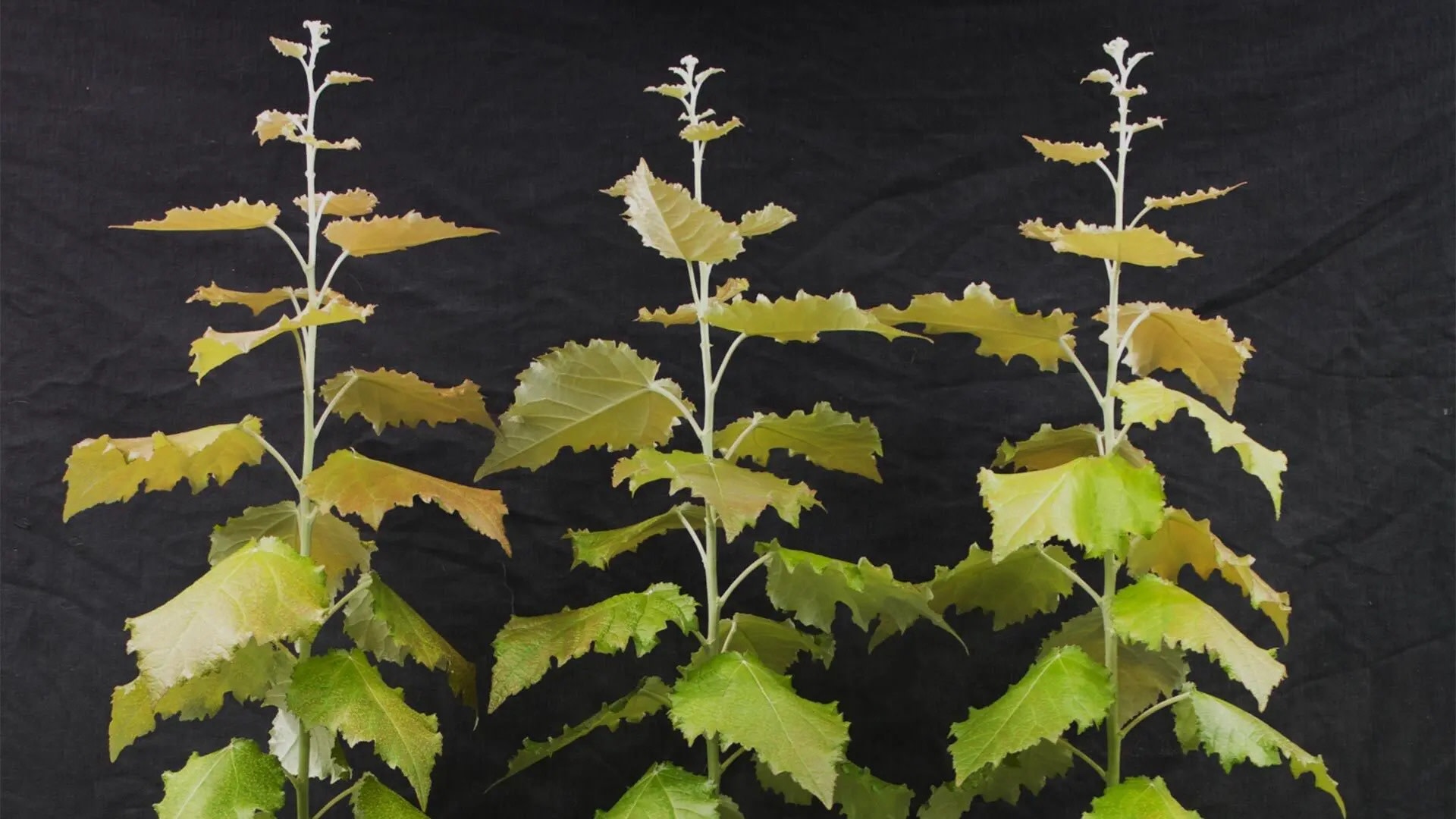 Researchers make breakthrough with genetically engineered wood that ...