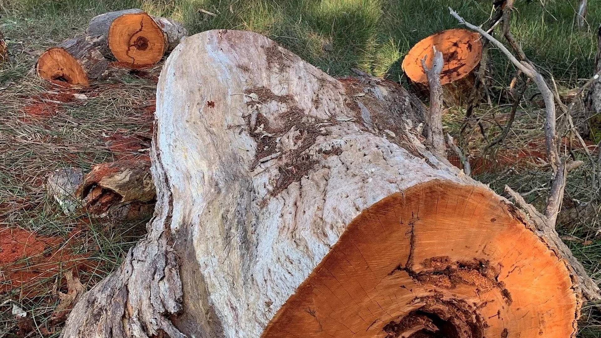 Group faces major fines after illegally cutting down century-old trees ...