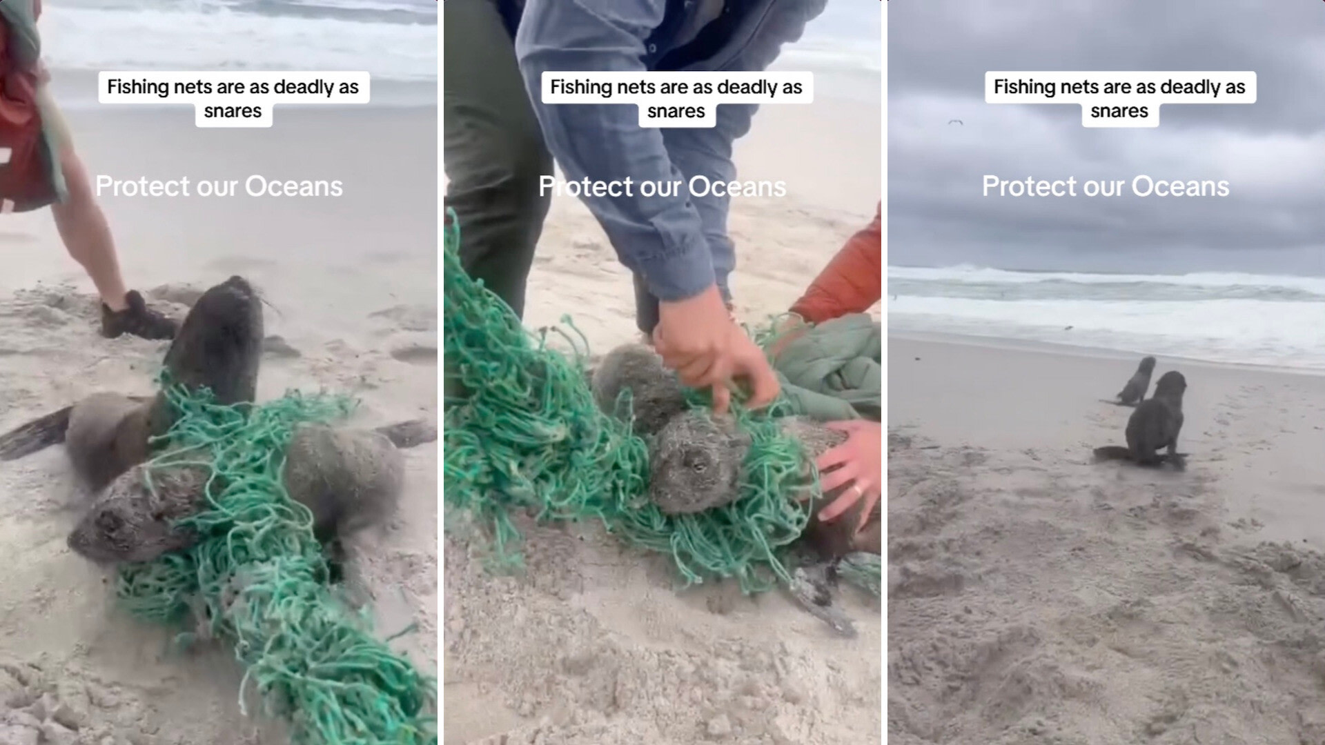 Harrowing video shows men rescuing young seals entangled in fishing