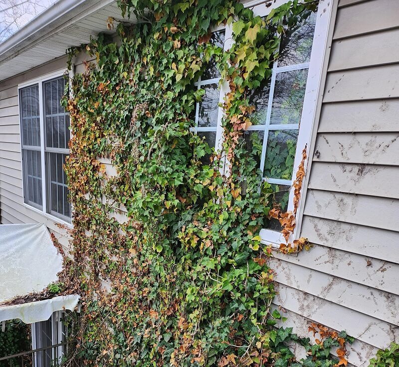 Homeowner shares eye-popping photos of invasive plant growing into ...