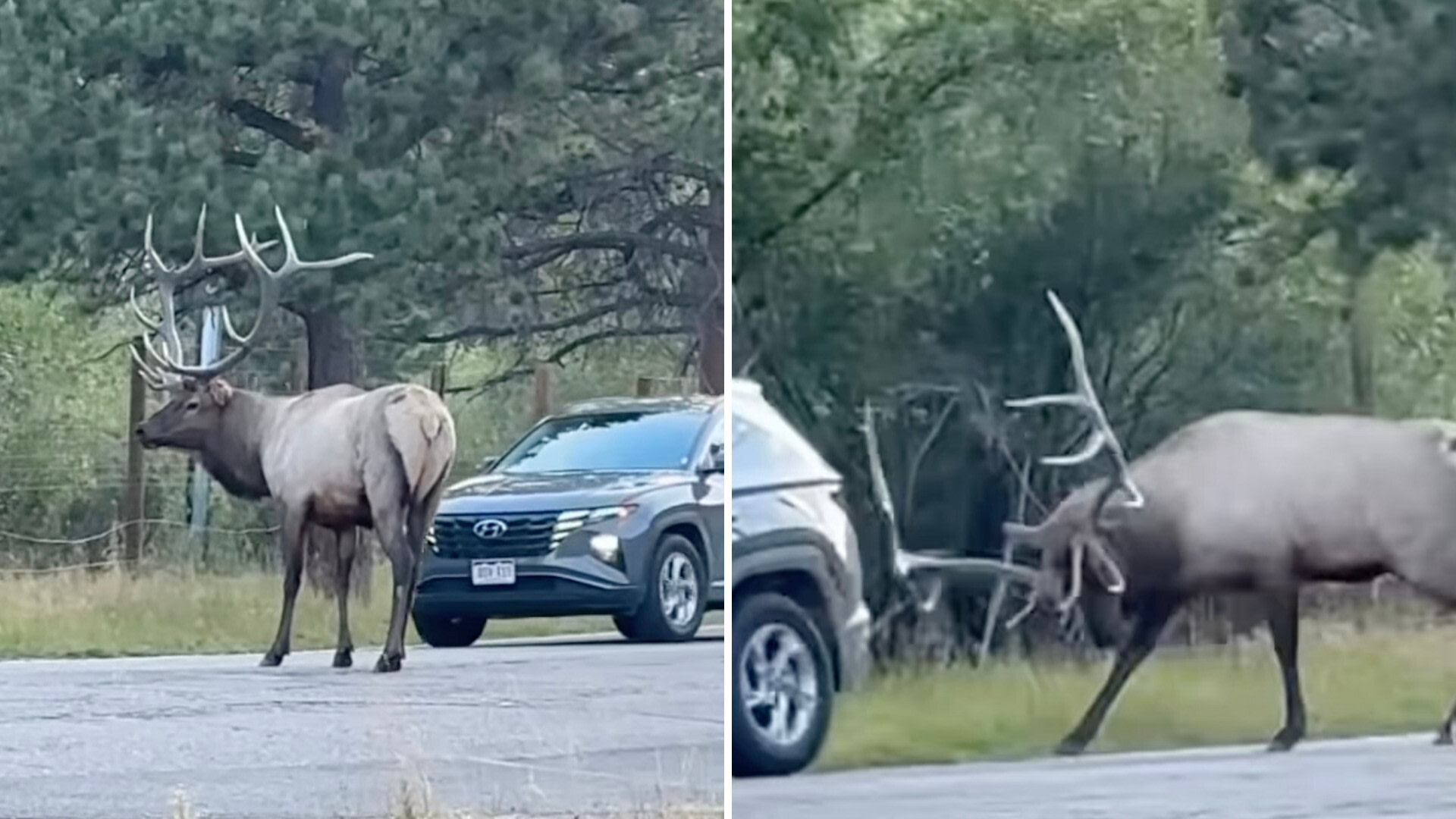 Bystander films close call after impatient tourist narrowly avoids