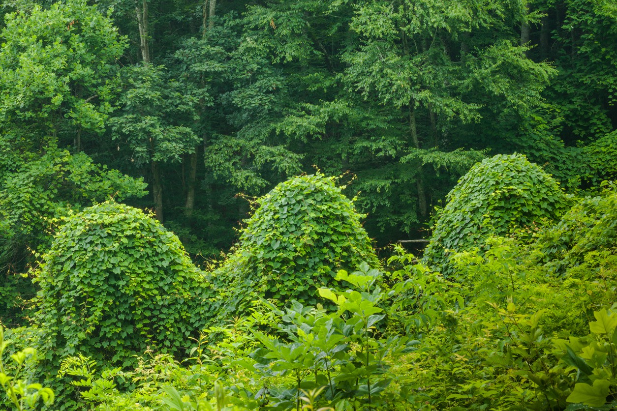 Scientist explains which invasive animals can be eaten and which should