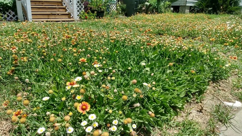 Proud homeowner flaunts unconventional gardening strategy with vivid ...