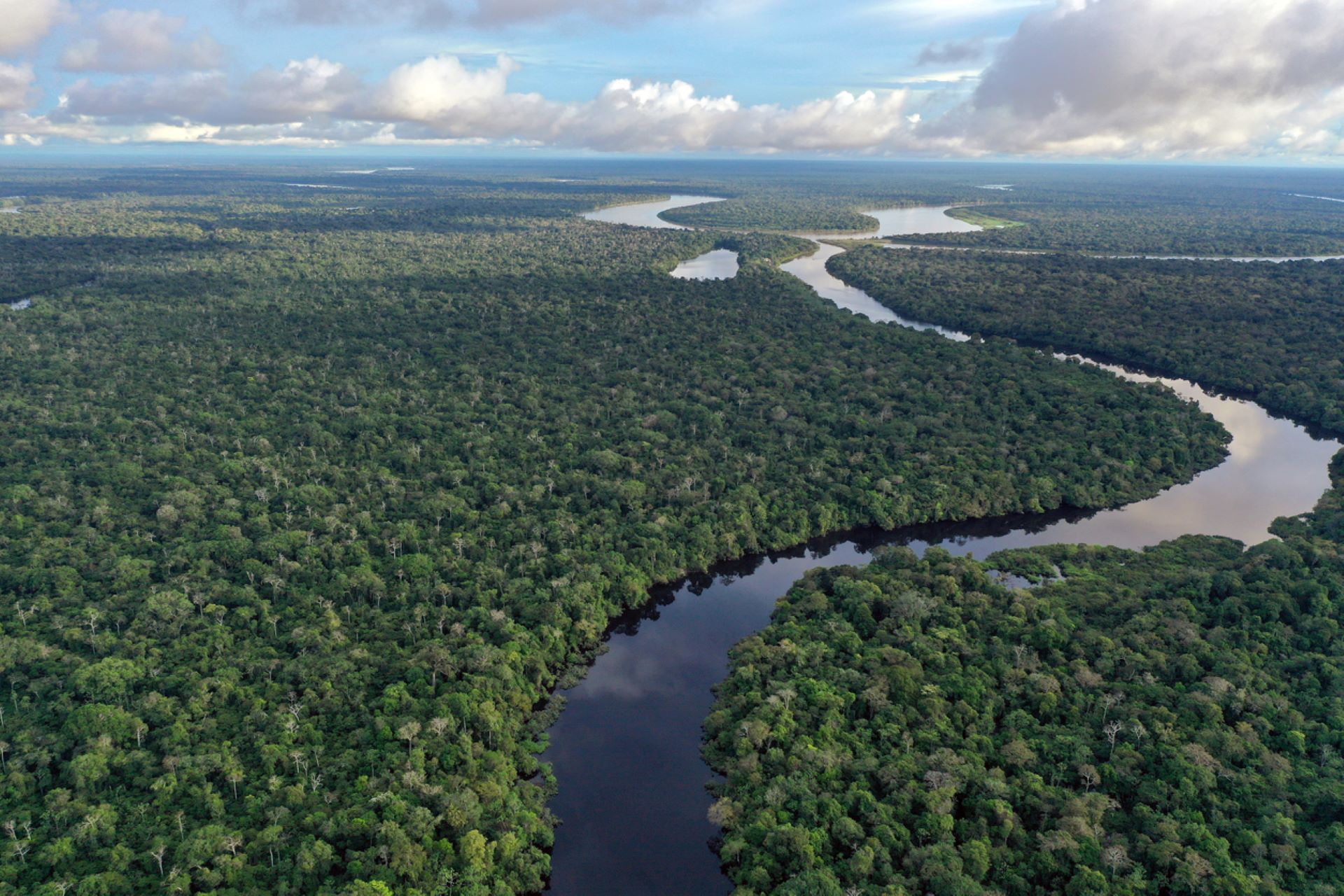 Experts sound alarm over 'silent genocide' in Amazon rainforest 'We