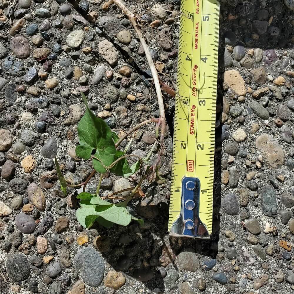 Frustrated homeowner sounds the alarm on dangerously invasive garden ...