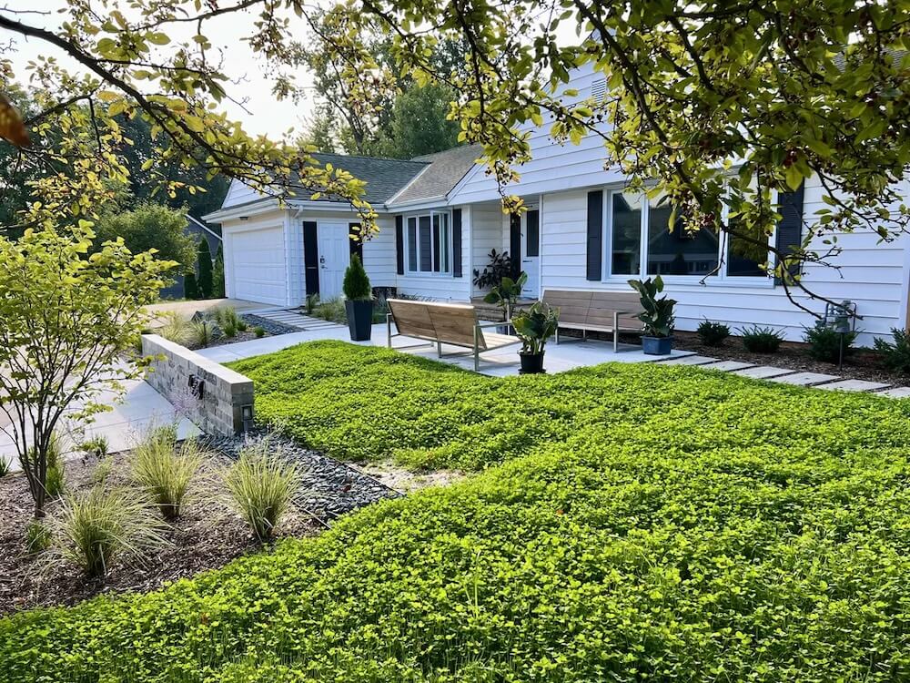 Their foray into the world of native plant lawns yielded stunning, lush, and vibrant results.