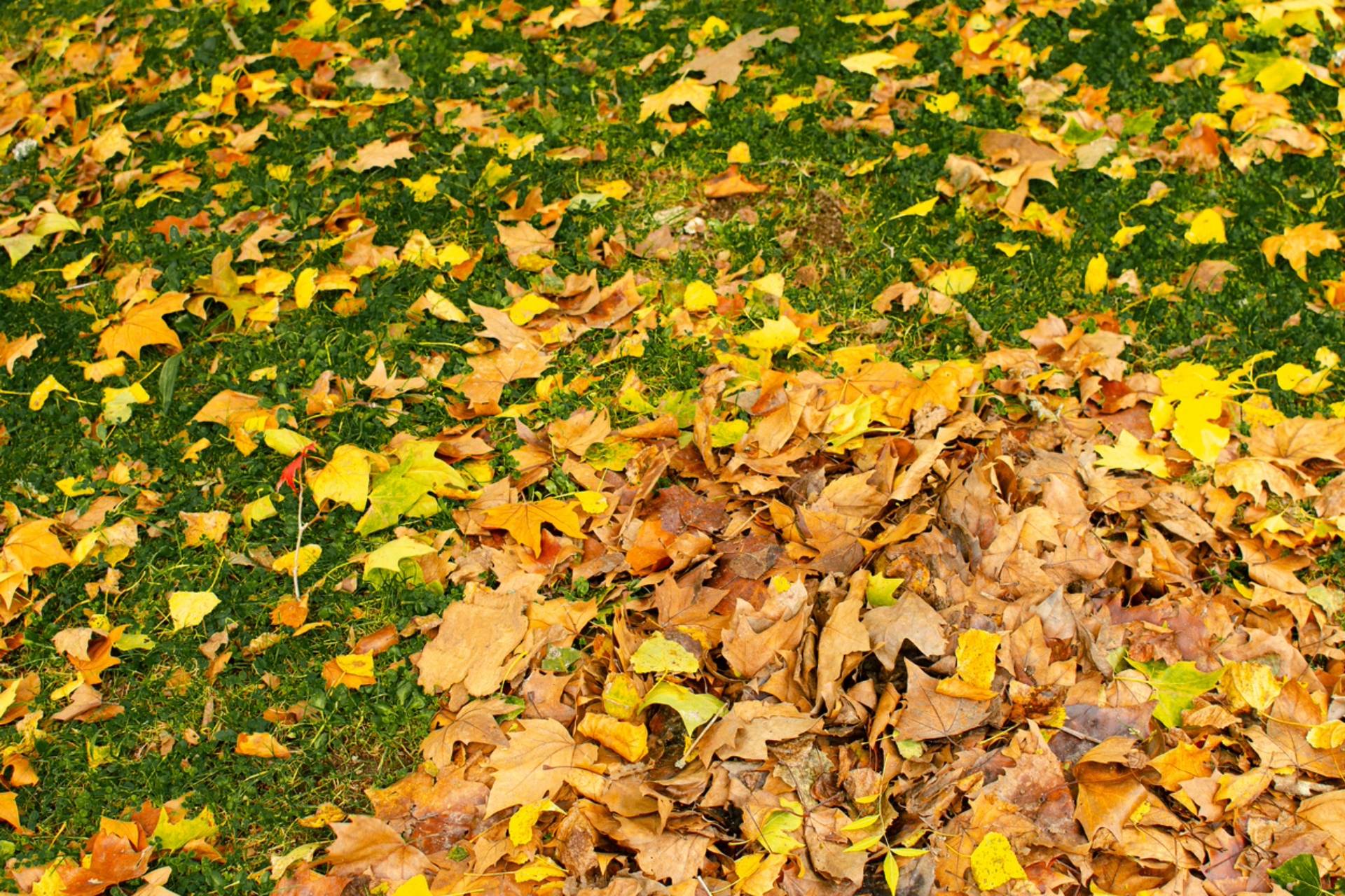Electric leaf blowers the cool down electric blower reviews