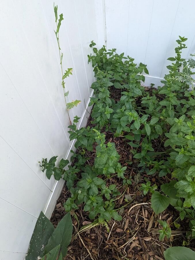 Many consoled the homeowner, saying they could pull it out by the roots to eliminate the problem.