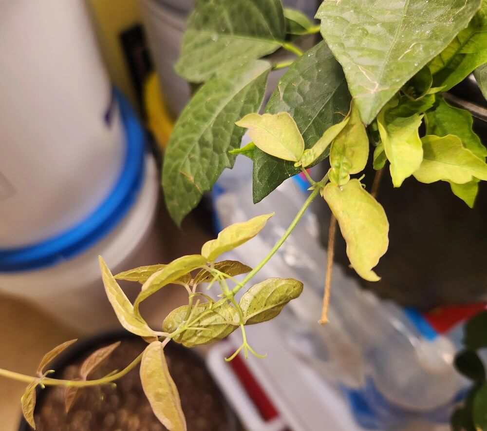 "No one should be turning a buck by deceptively spreading invasive species."